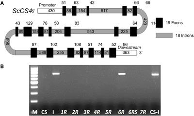Repression of Mitochondrial Citrate Synthase Genes by Aluminum Stress in Roots of Secale cereale and Brachypodium distachyon